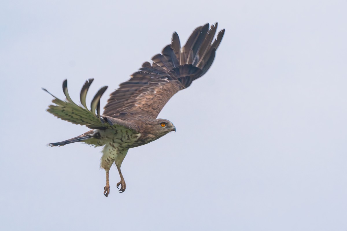 Short-toed Snake-Eagle - ML640256208
