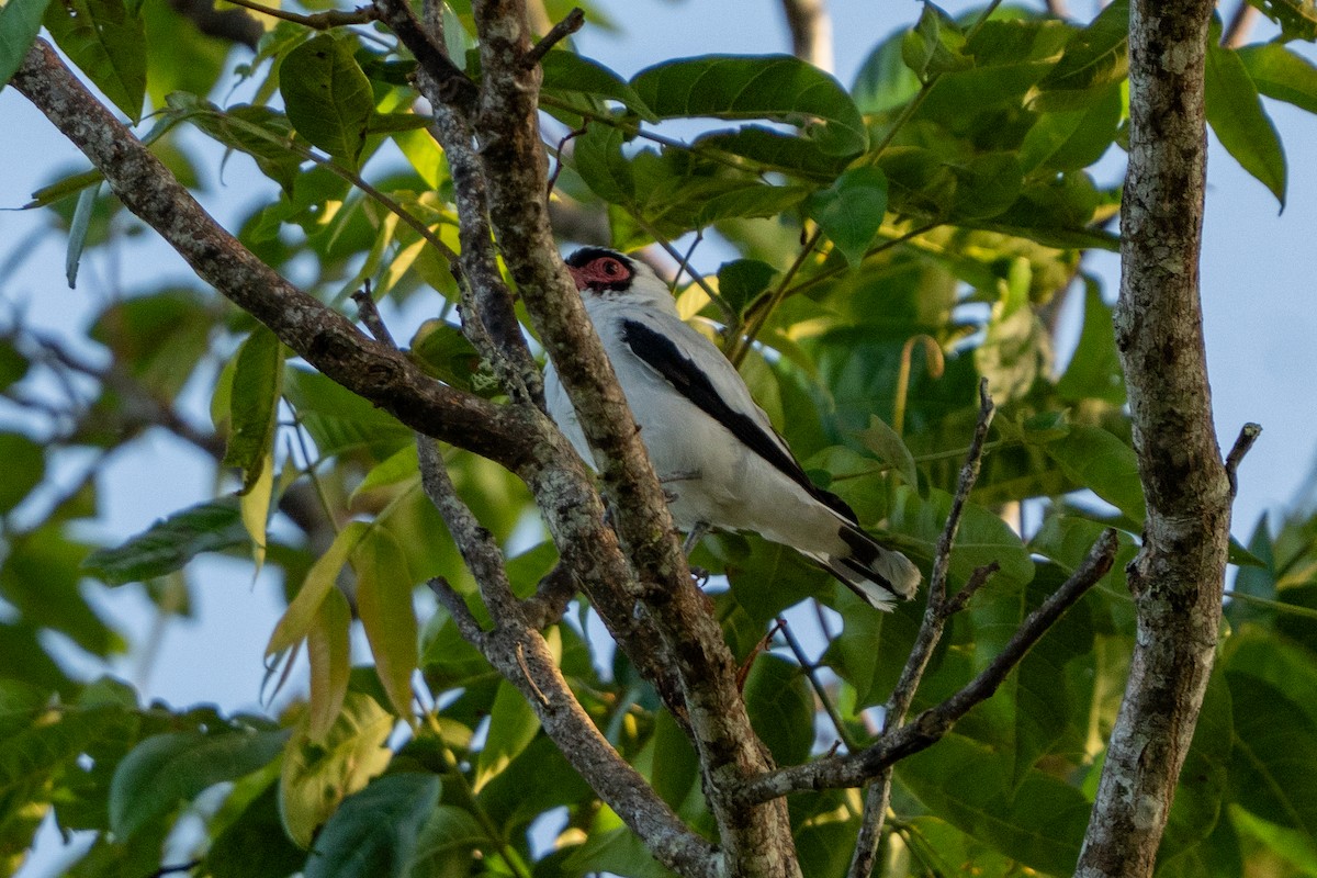 Masked Tityra - ML640256257