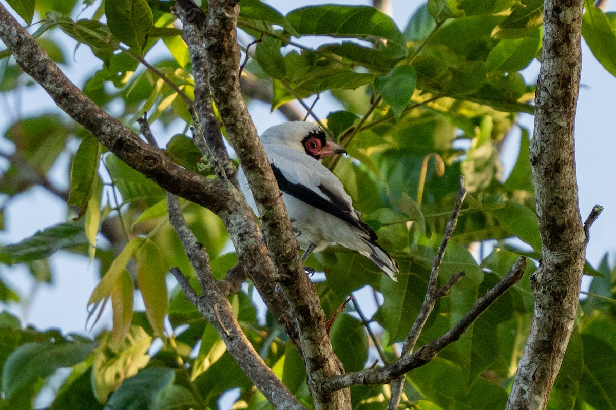 Masked Tityra - ML640256258