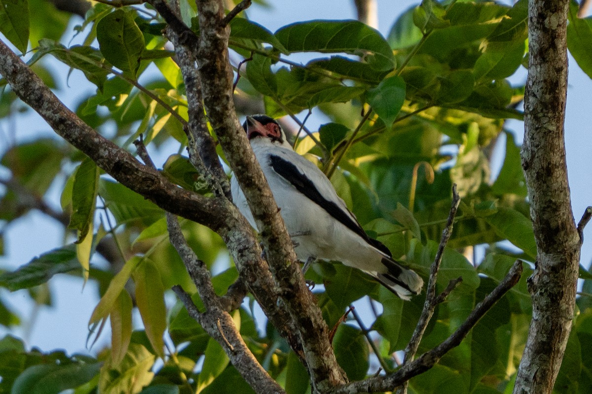 Masked Tityra - ML640256259