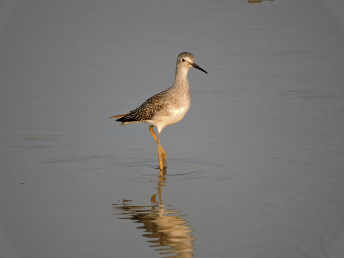 Lesser Yellowlegs - ML640256299
