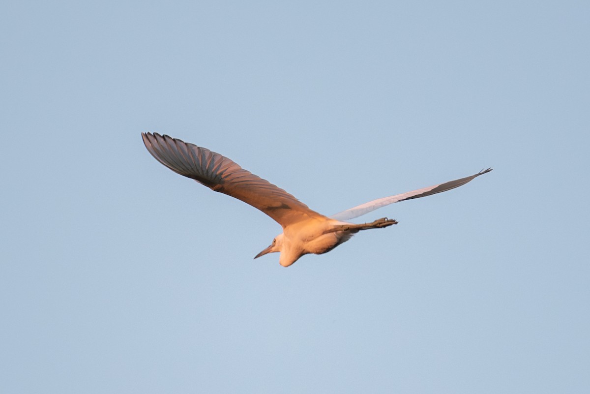 Little Blue Heron - ML640256326