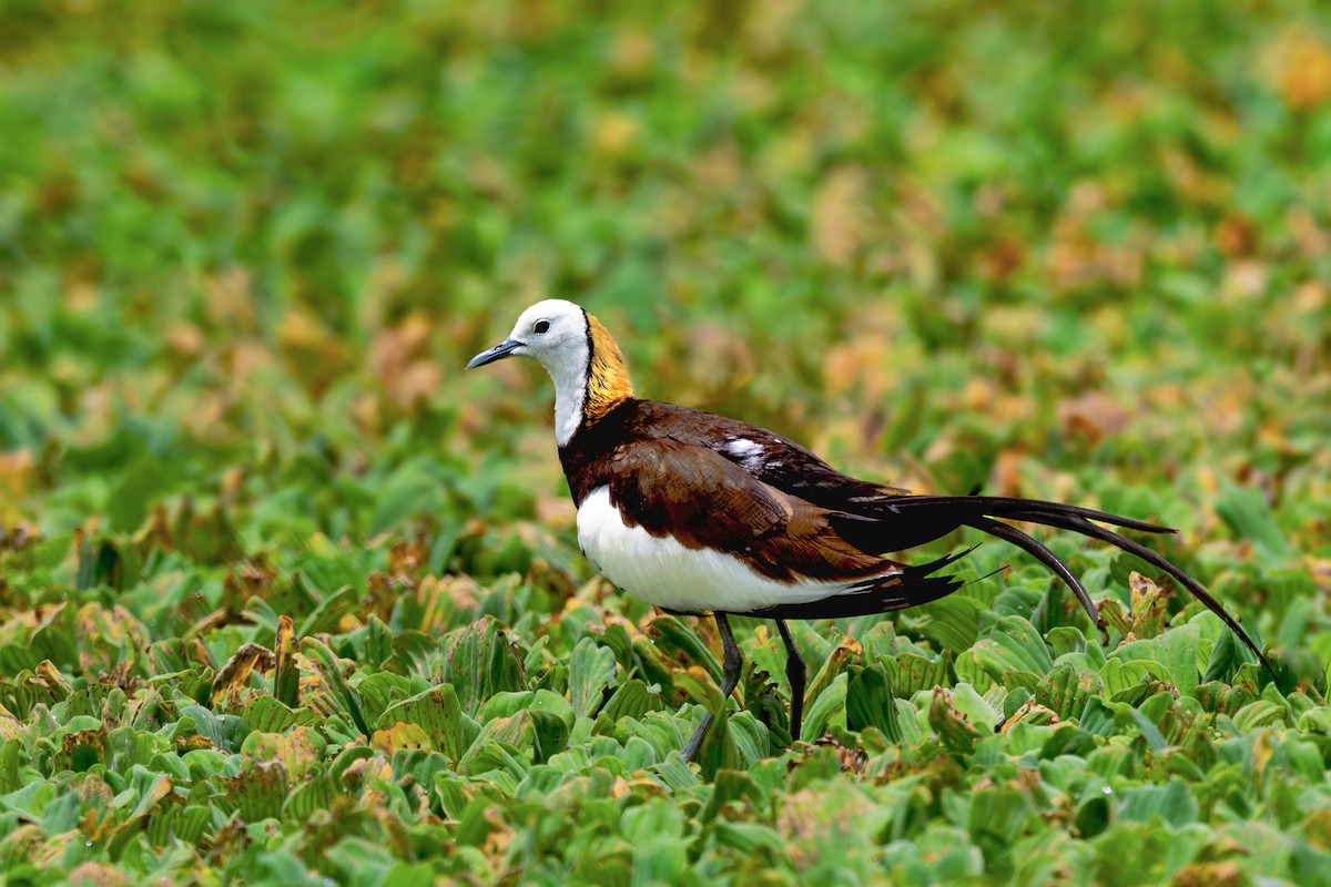 Pheasant-tailed Jacana - ML640256333