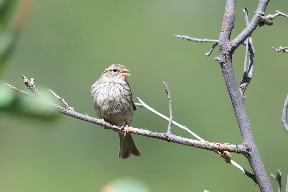 Chipping Sparrow - ML640256335