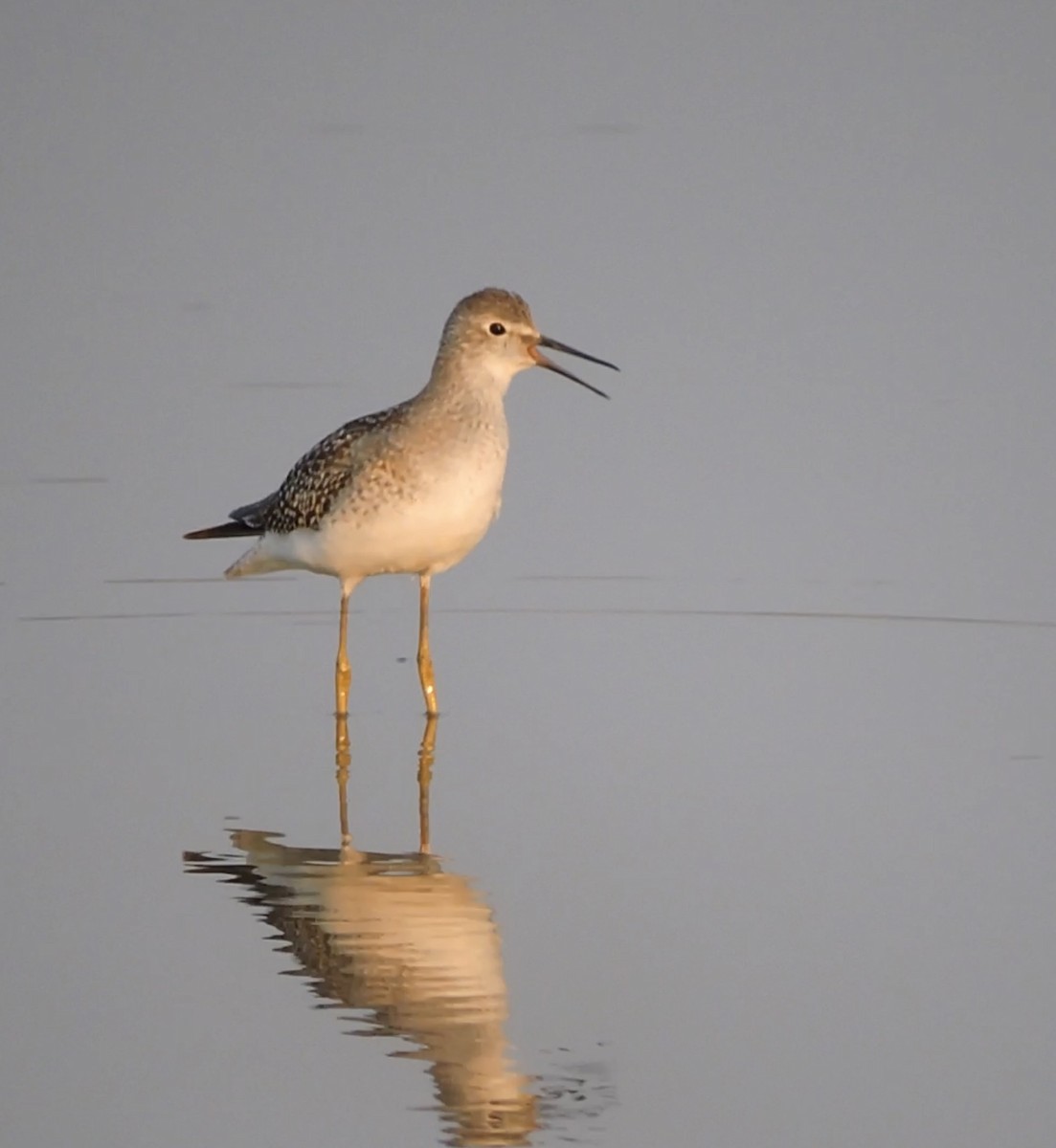 Lesser Yellowlegs - ML640256337