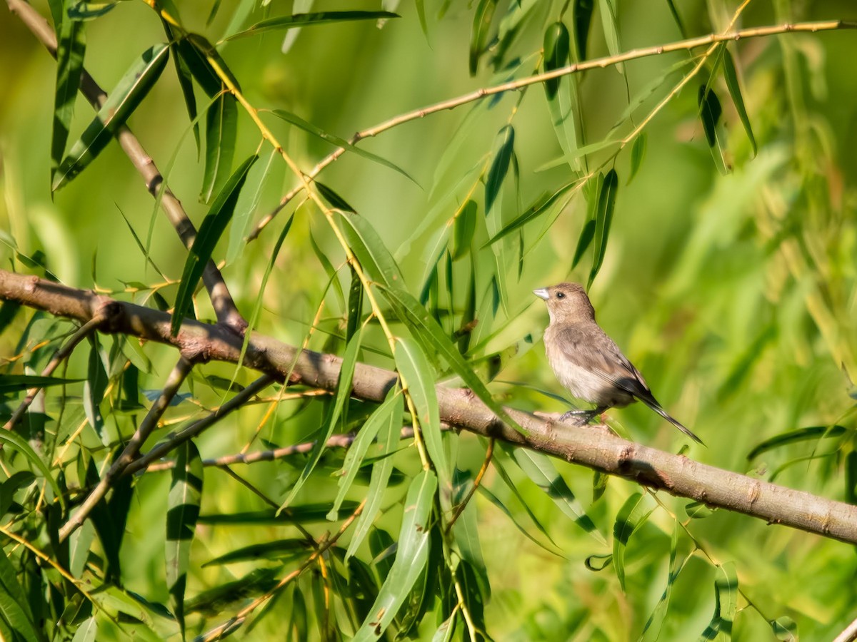 Indigo Bunting - ML640256374