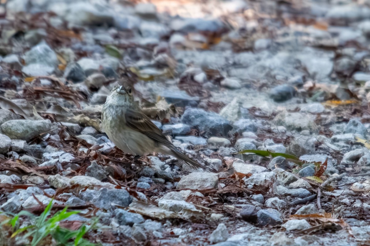 Indigo Bunting - ML640256375