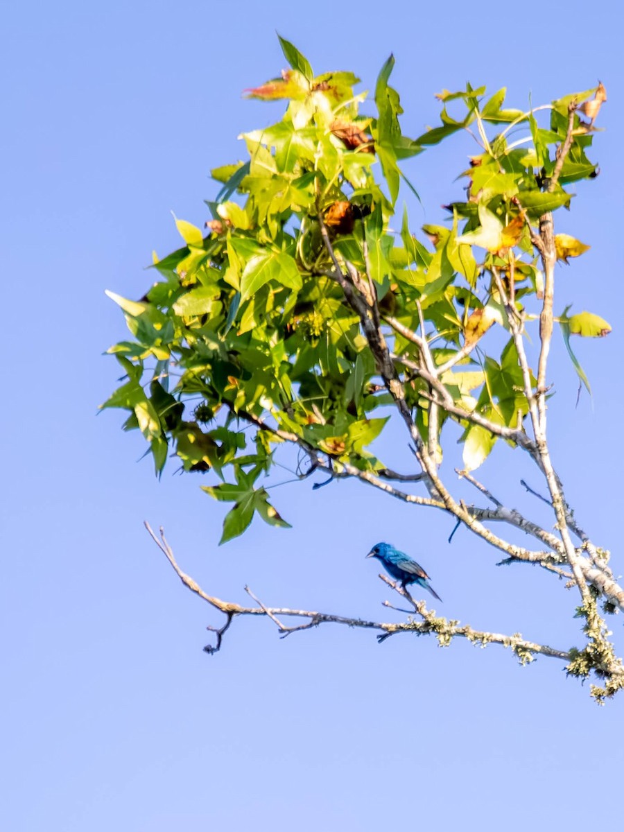 Indigo Bunting - ML640256376