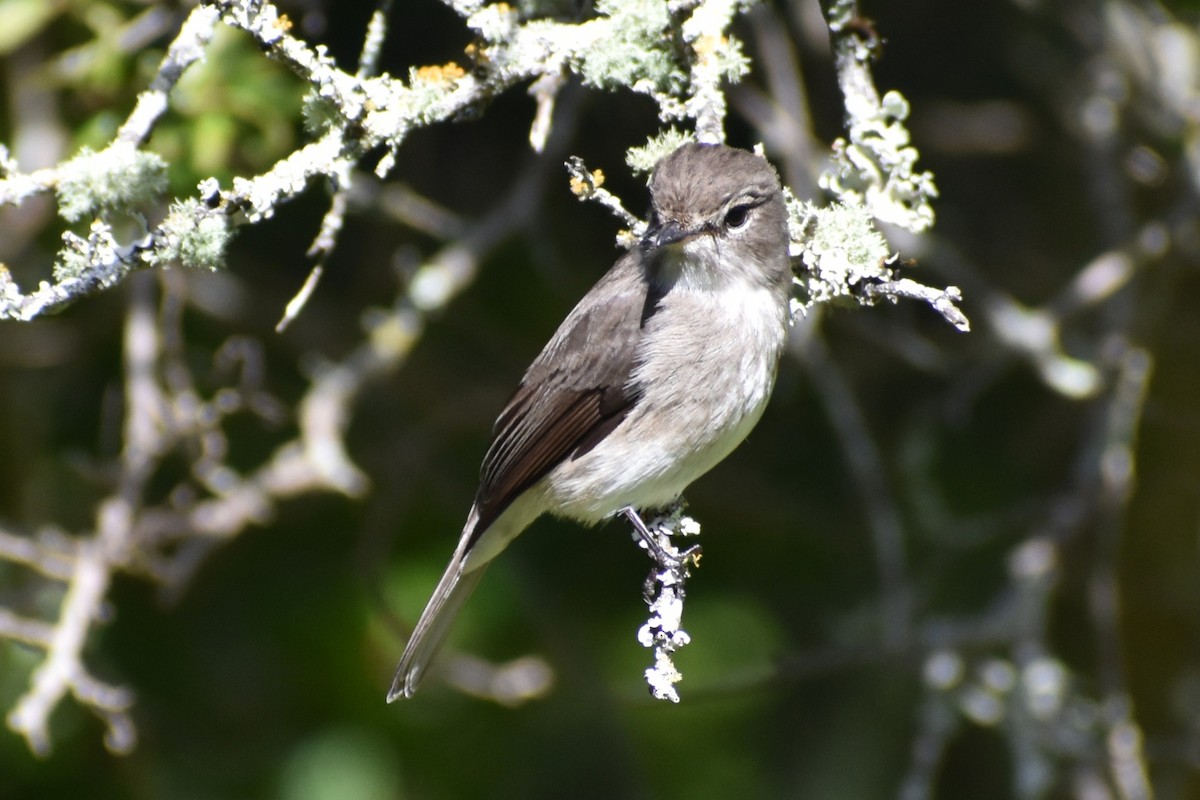 African Dusky Flycatcher - ML640256451