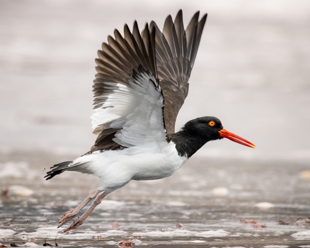 American Oystercatcher - ML640256495