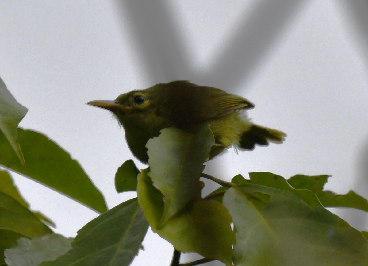 Fraser's Sunbird - ML640256534