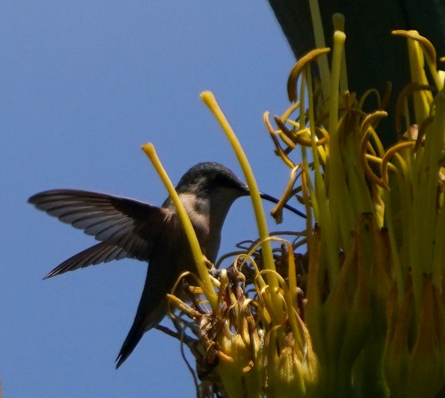 Beautiful Hummingbird - ML640256574