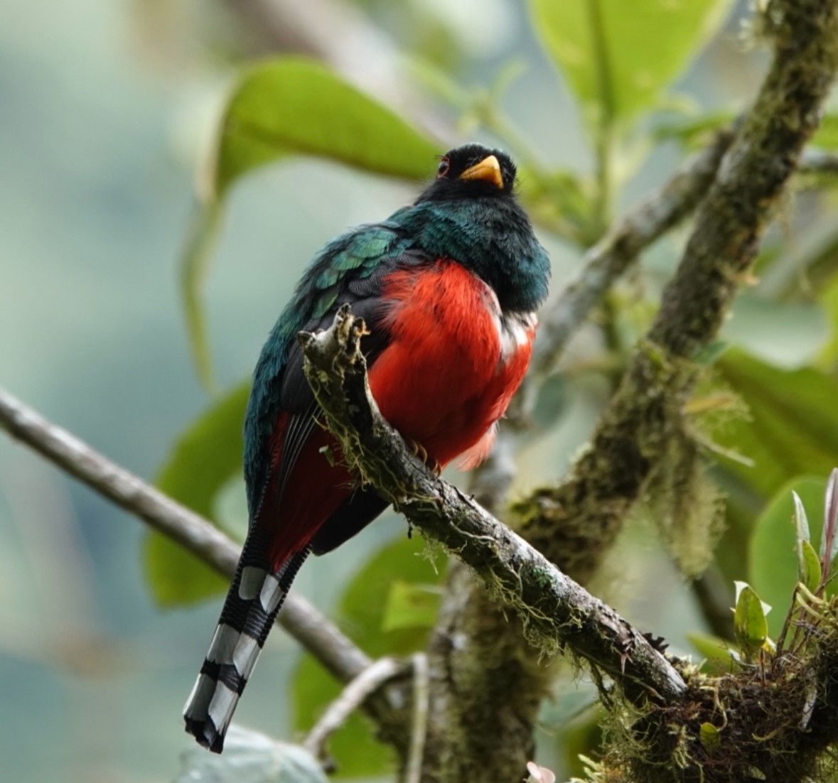 trogon škraboškový - ML640256577