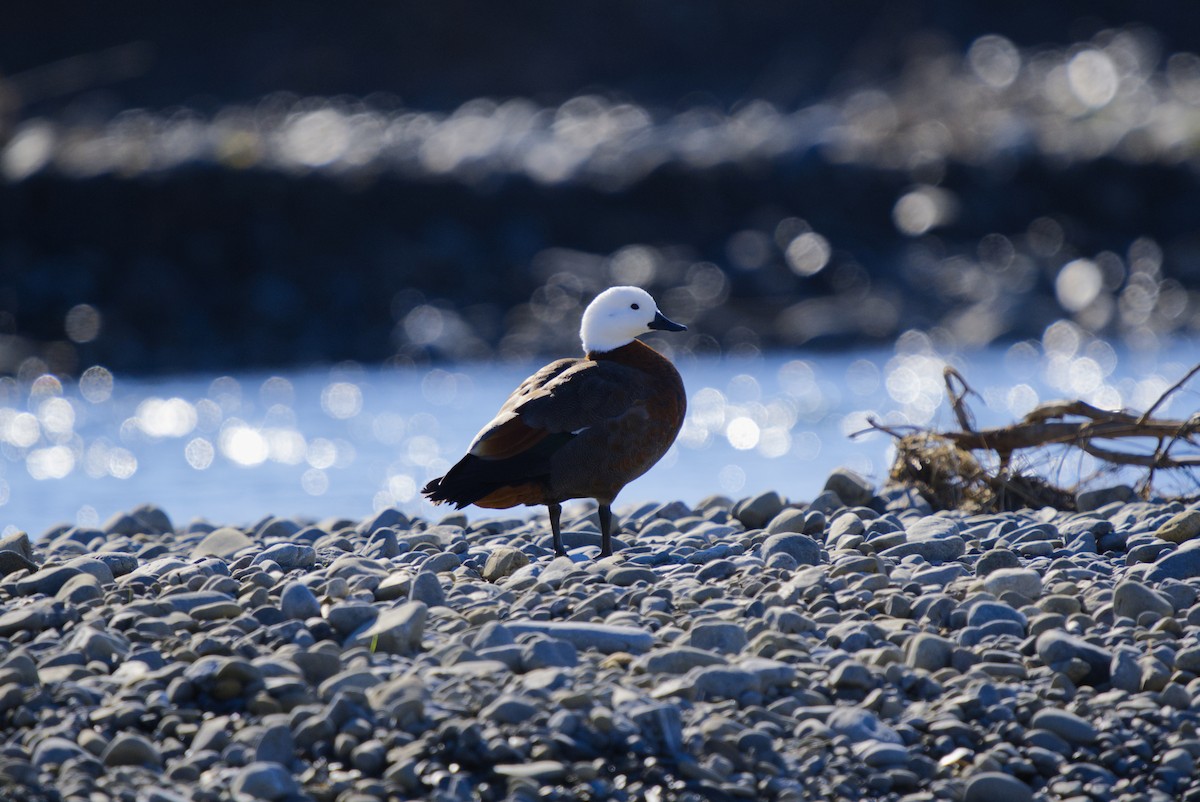 Paradise Shelduck - ML640256668