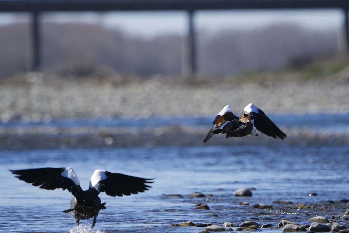 Paradise Shelduck - ML640256669