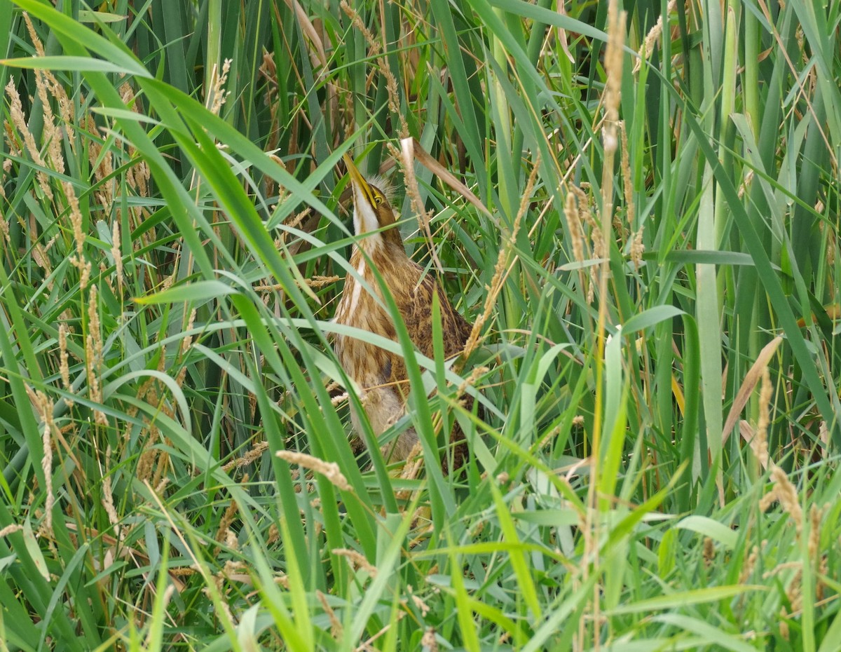 bukač severoamerický - ML640256701