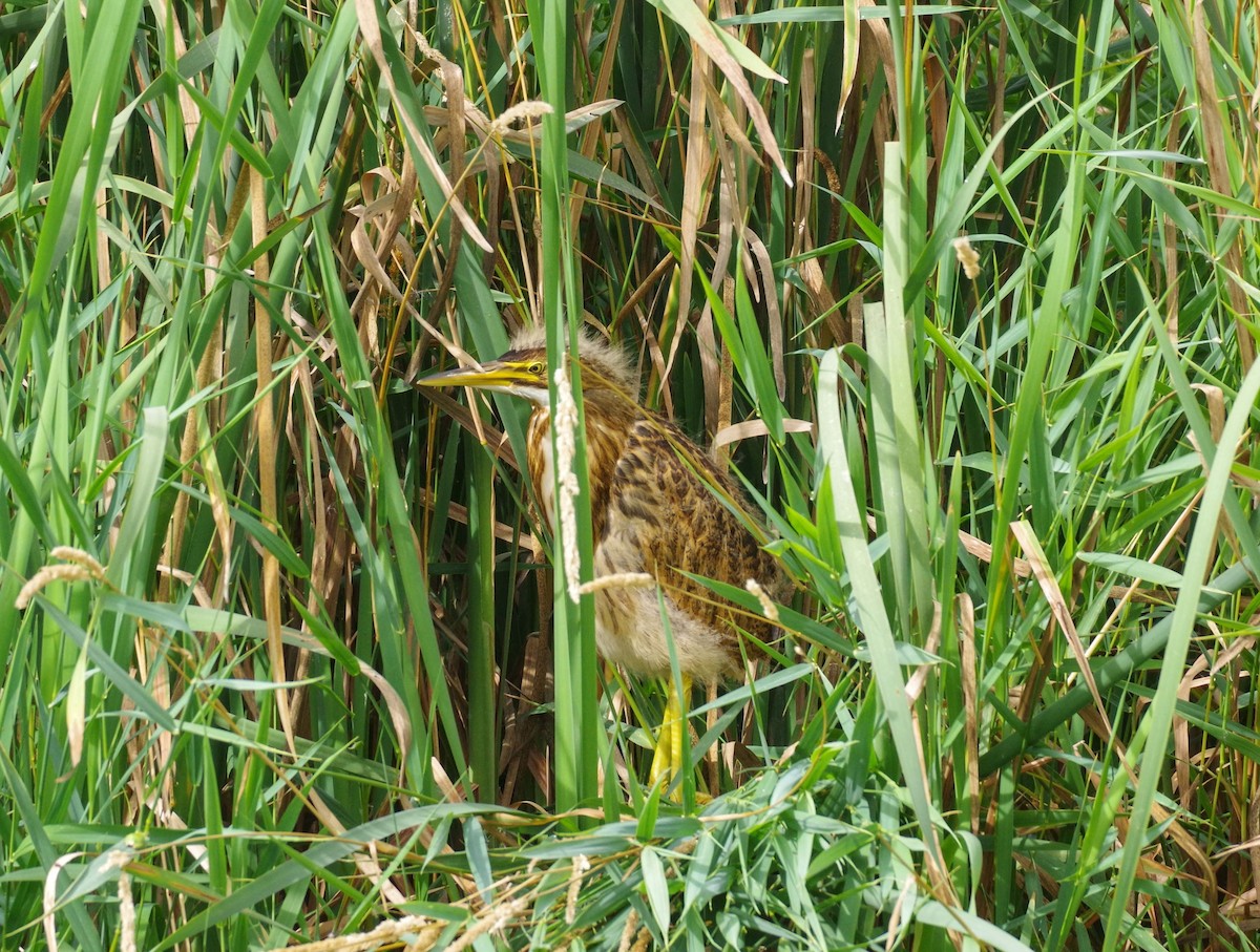 bukač severoamerický - ML640256702