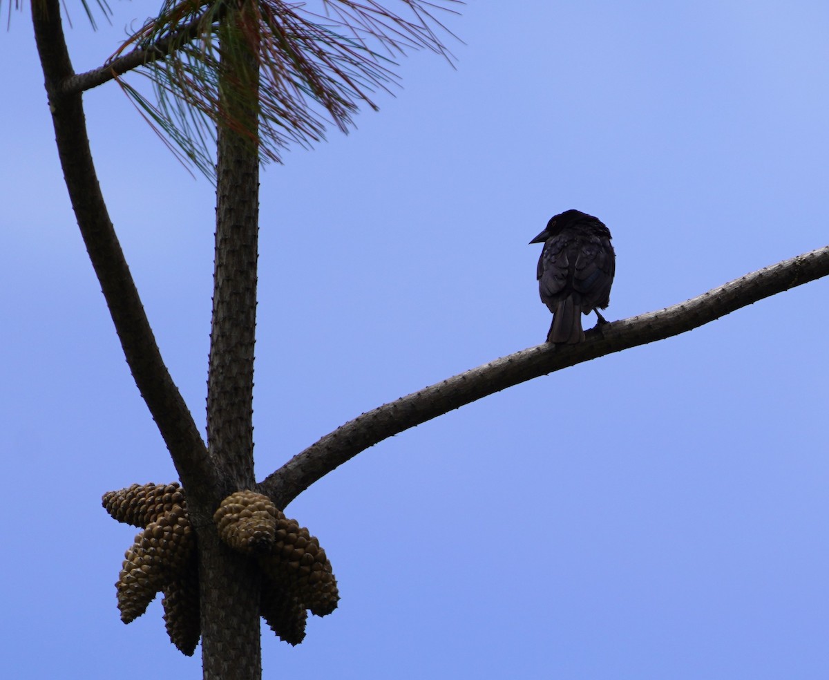 Blue Mockingbird - ML640256710