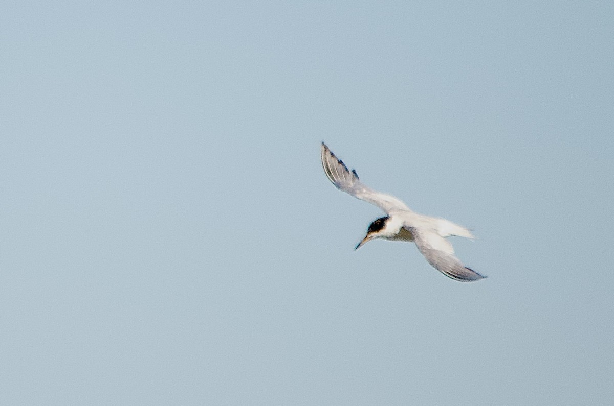 Forster's Tern - ML640256872