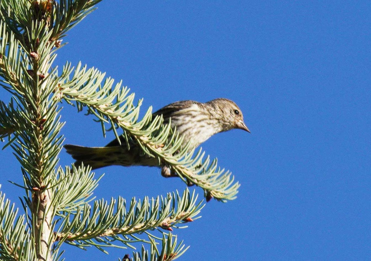 Pine Siskin - ML640256965