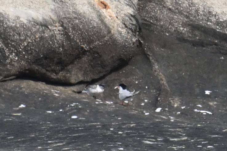 Roseate Tern - ML640257038