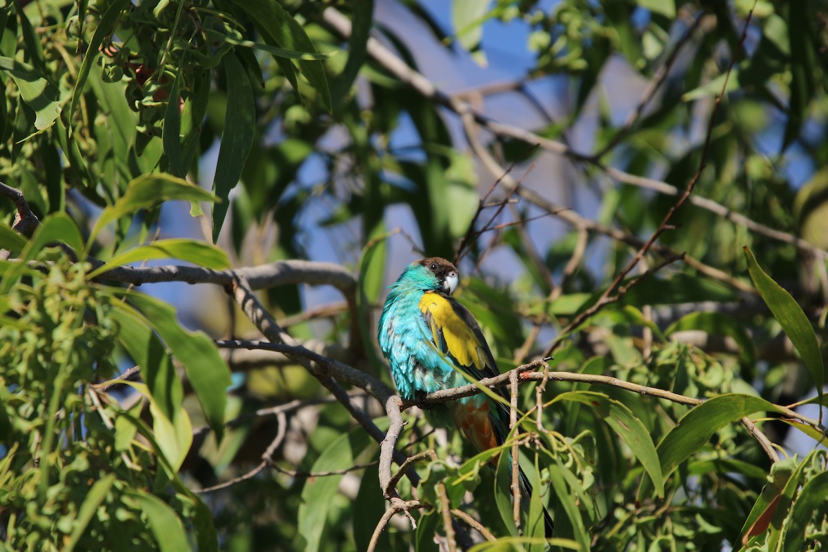 ヒスイインコ - ML640257053