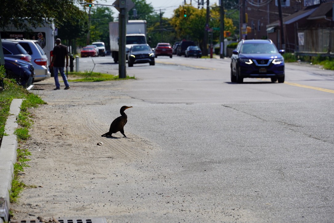 Double-crested Cormorant - ML640257072