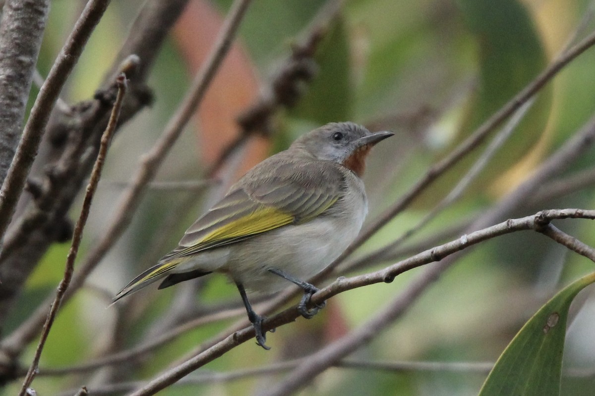 Rufous-throated Honeyeater - ML640257099