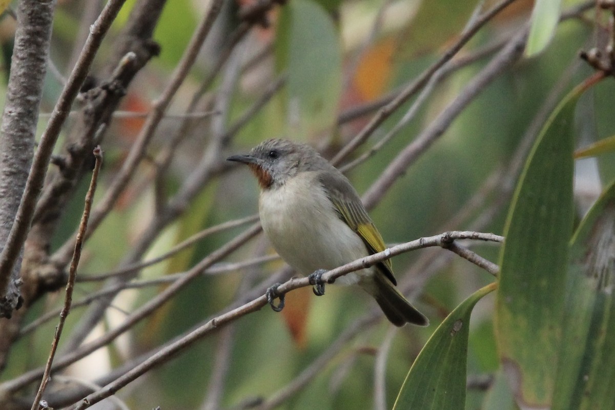 Rufous-throated Honeyeater - ML640257100
