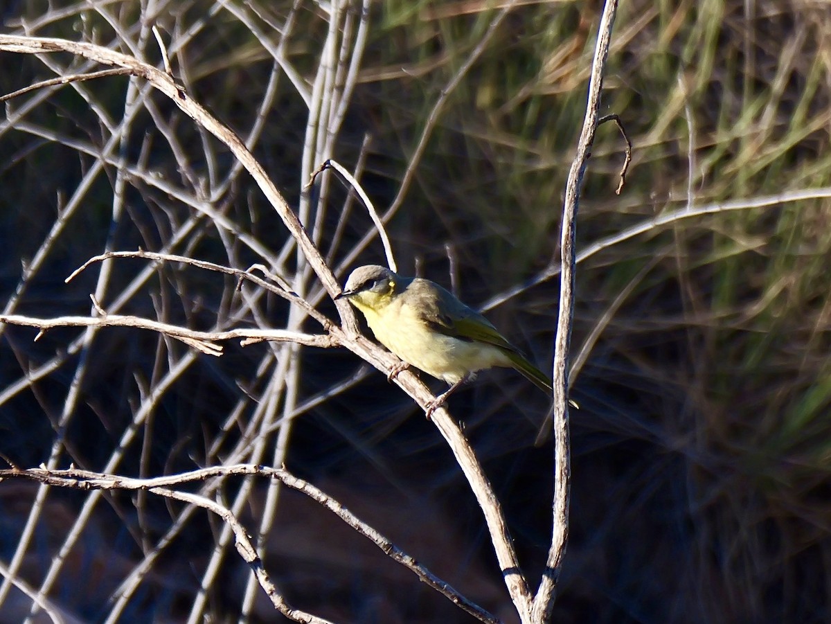 Gray-headed Honeyeater - ML640257165