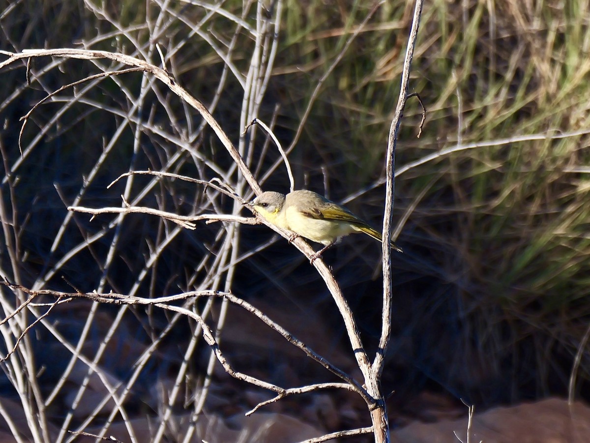 Gray-headed Honeyeater - ML640257166