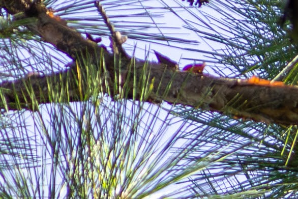 Pileated Woodpecker - ML640257234