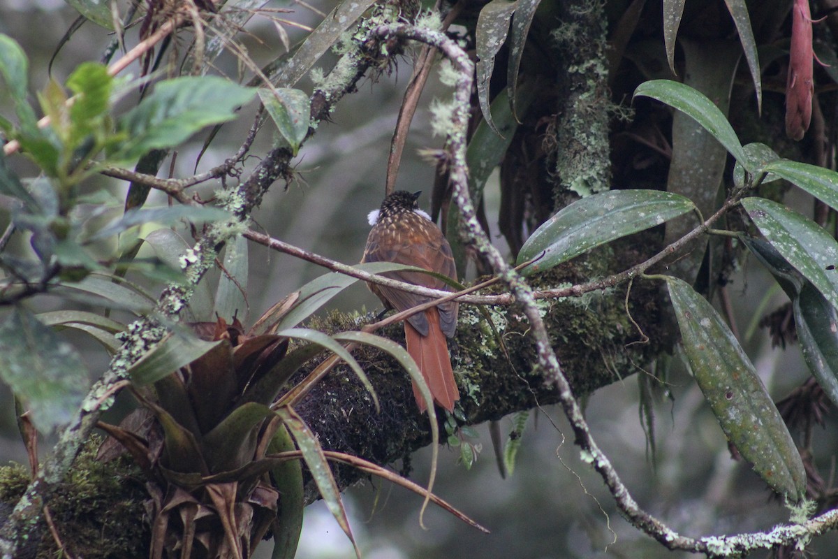 Trepamusgos Barbablanca Andino - ML640257240