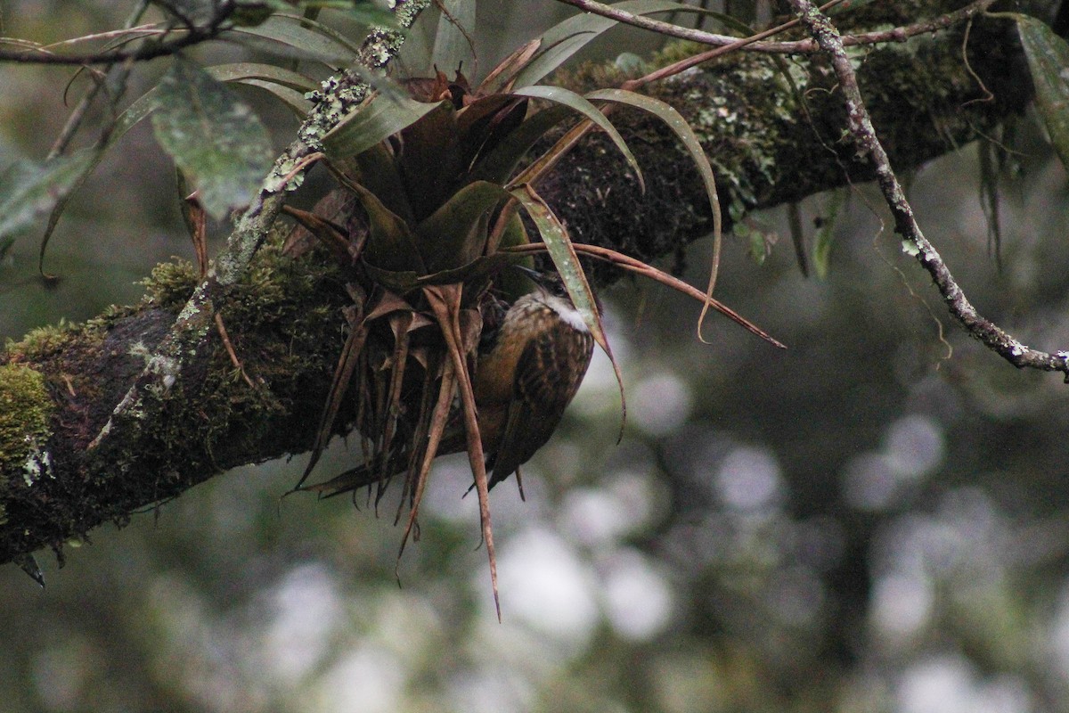 Trepamusgos Barbablanca Andino - ML640257241