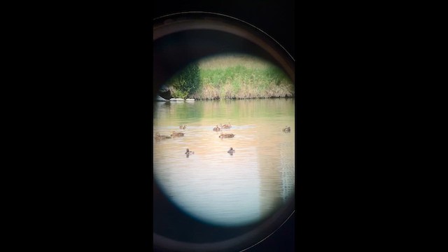 Ring-necked Duck - ML640257259