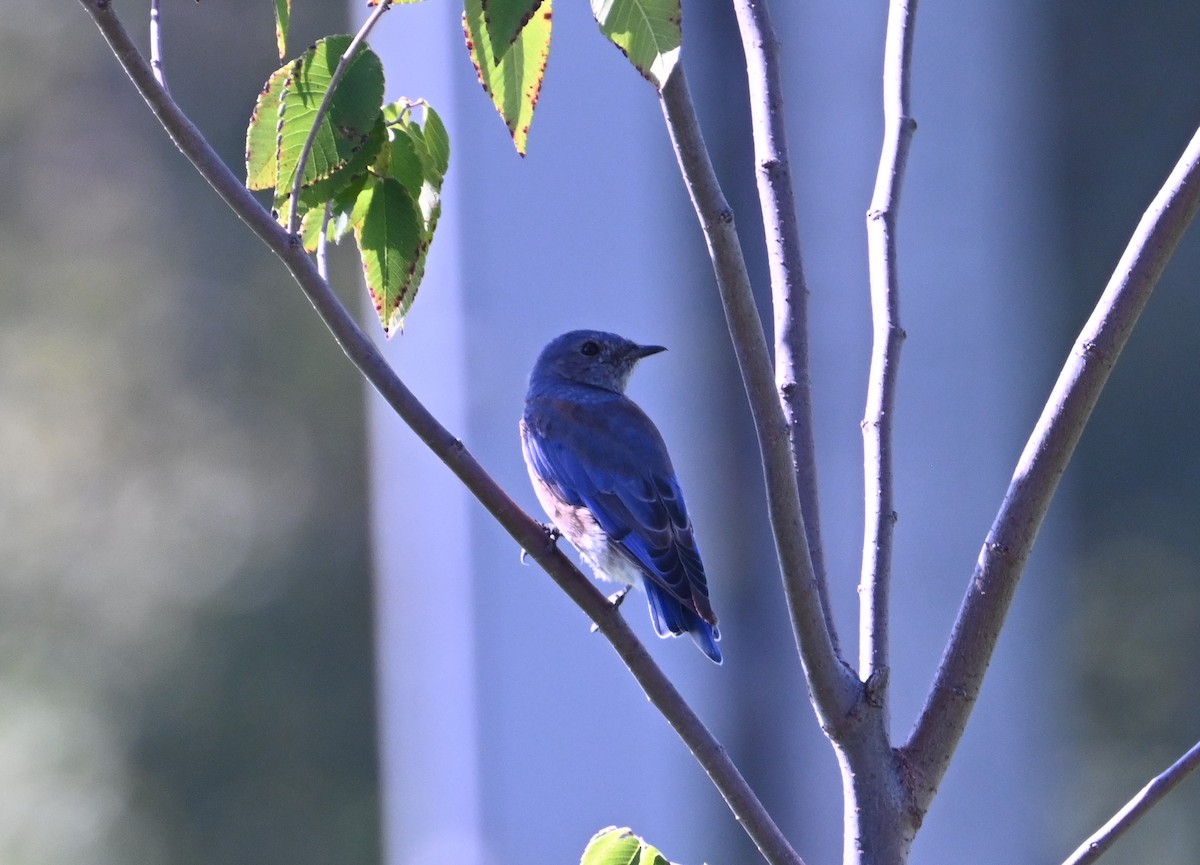 Western Bluebird - ML640257381