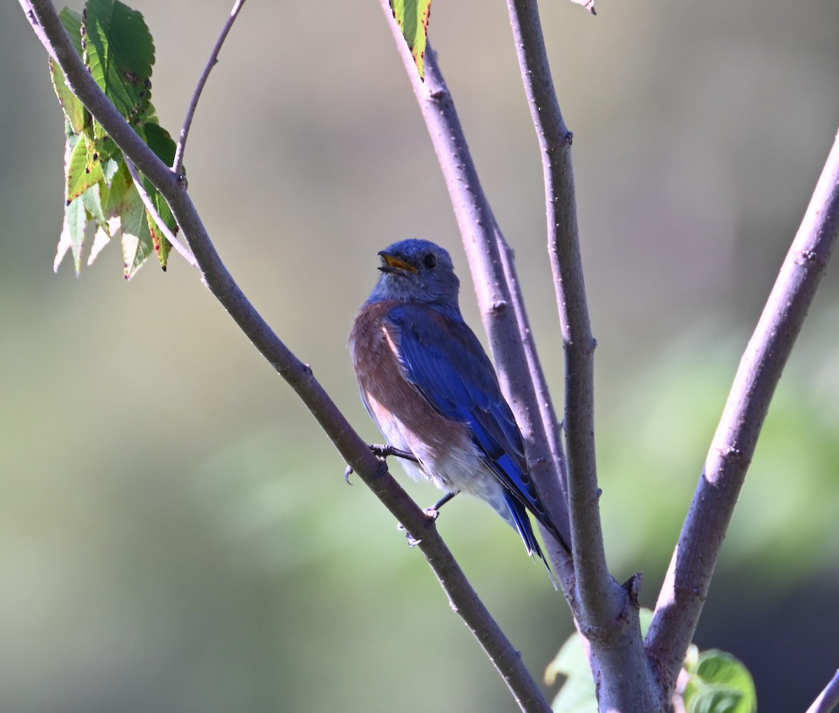 Western Bluebird - ML640257382