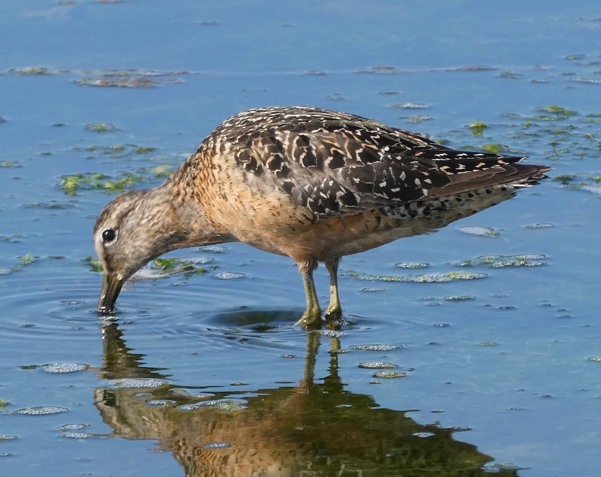 Long-billed Dowitcher - ML640257578