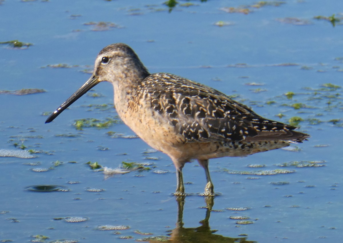 Long-billed Dowitcher - ML640257584