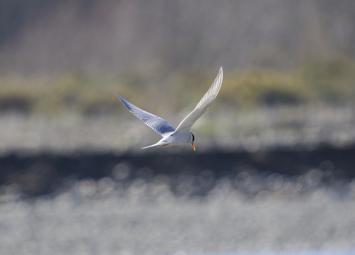 Black-fronted Tern - ML640257601