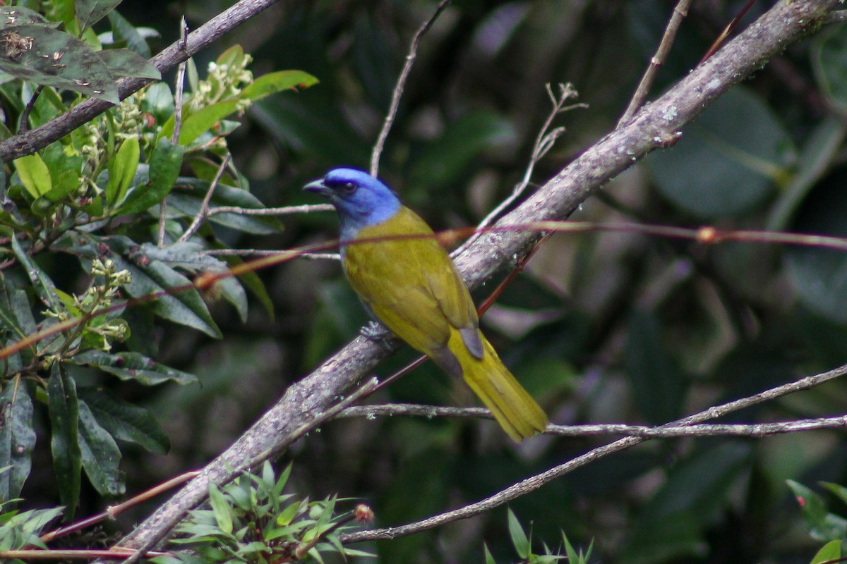 Tangara Coroniazul - ML640257618