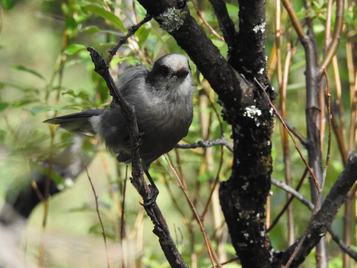 Canada Jay - ML640257640