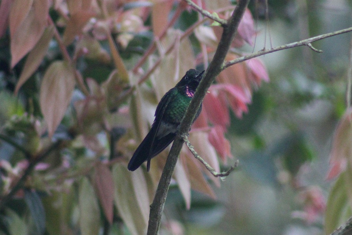 Colibrí Turmalina - ML640257642