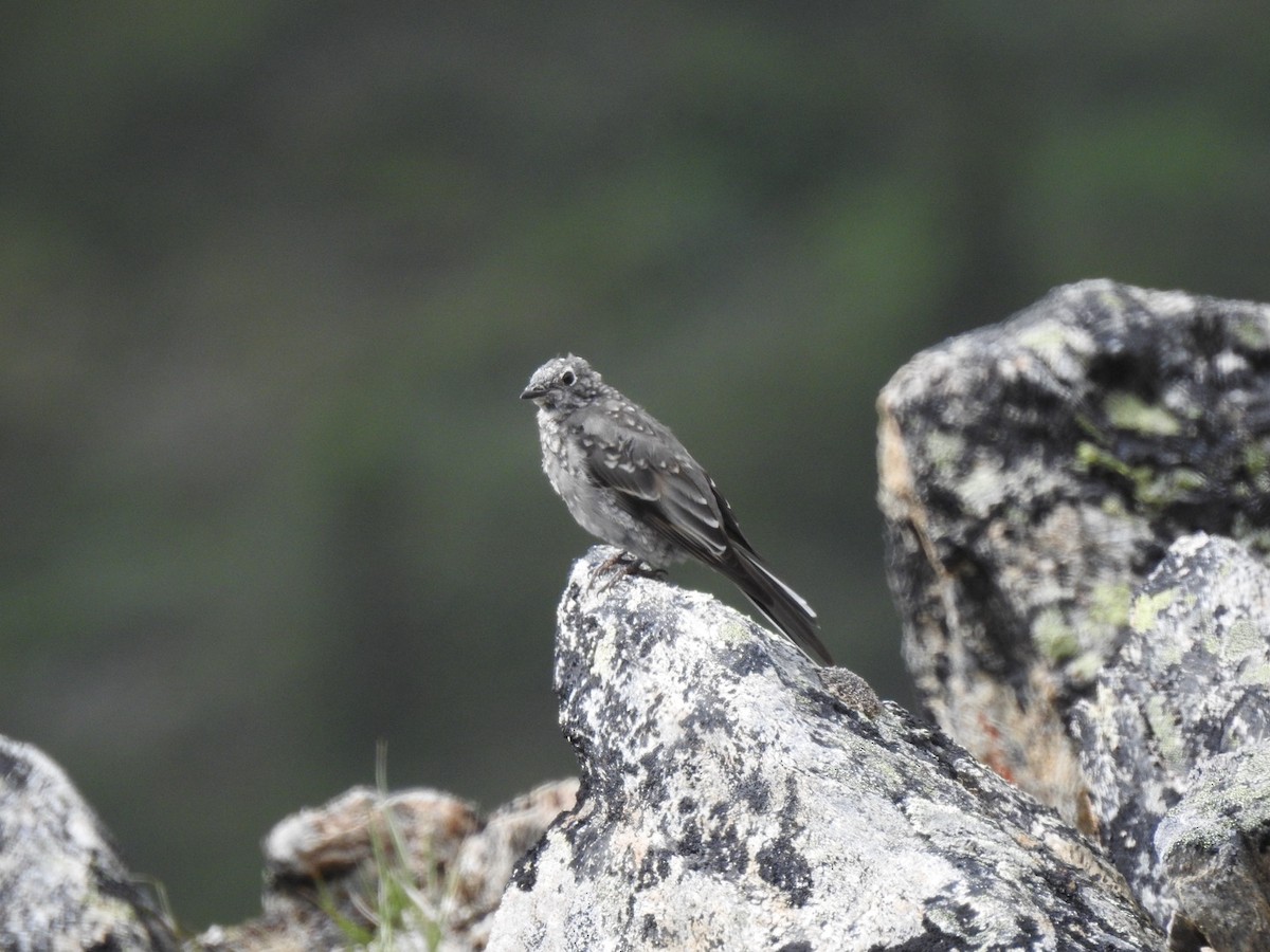 Townsend's Solitaire - ML640257644