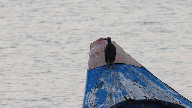 Pacific Reef-Heron - ML640257655