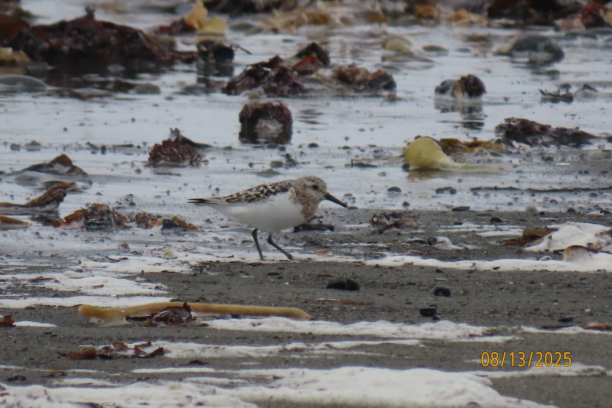 Sanderling - ML640257659