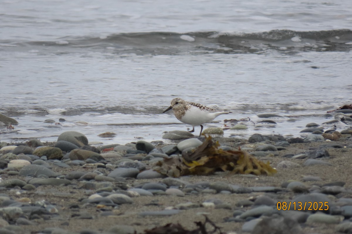 Sanderling - ML640257660