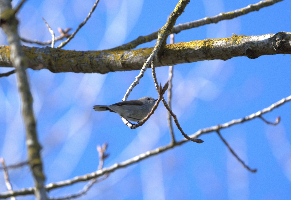 Gray Gerygone - ML640257687