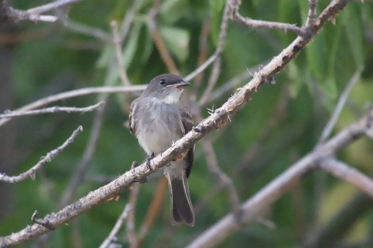 Eastern Phoebe - ML640257691