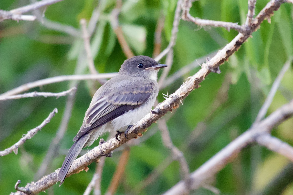 Eastern Phoebe - ML640257695